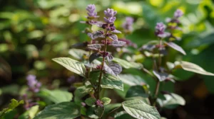 Patchouli Leaf